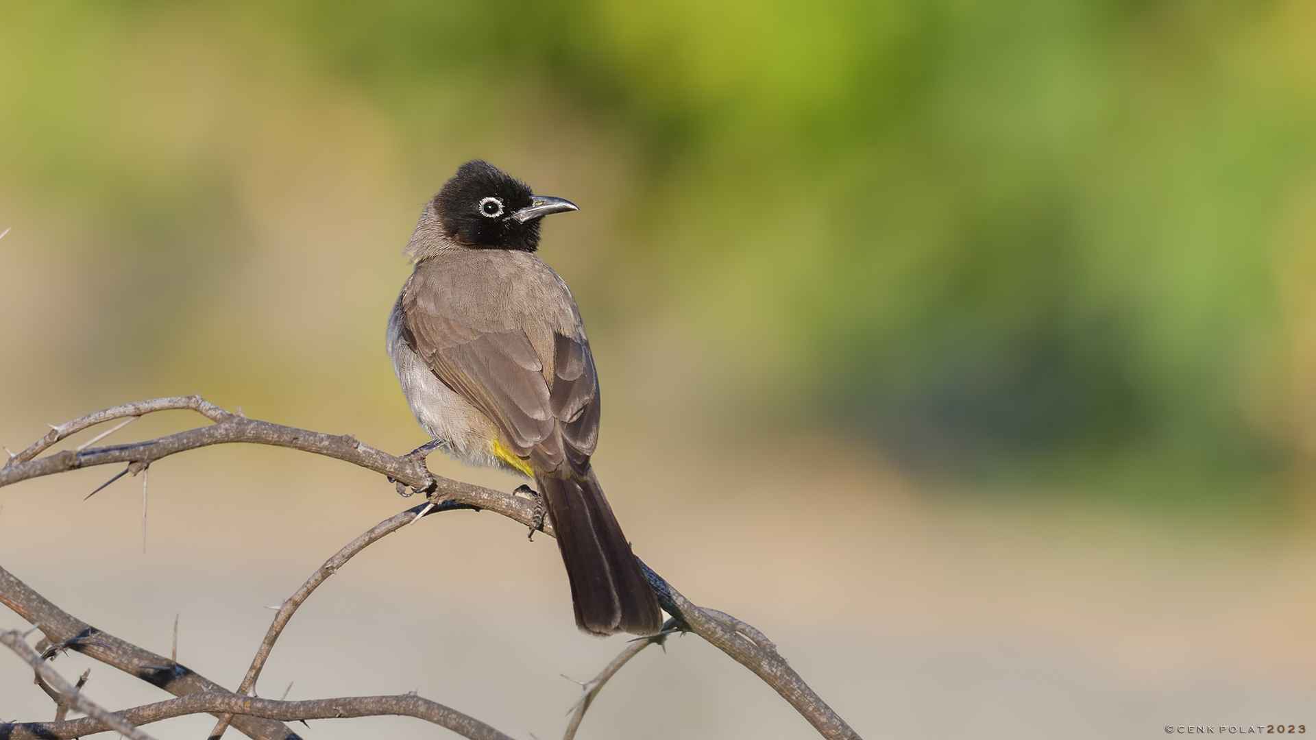 White-spectacled Bulbul